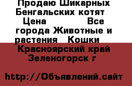 Продаю Шикарных Бенгальских котят › Цена ­ 17 000 - Все города Животные и растения » Кошки   . Красноярский край,Зеленогорск г.